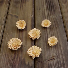 楽天市場 コンパクタ 花 観葉植物 花 ガーデン Diy の通販