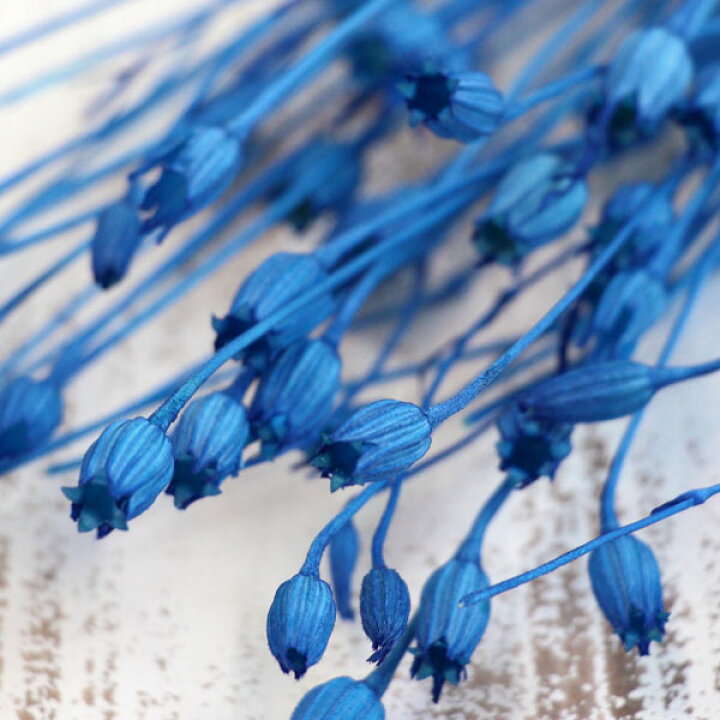 楽天市場 ドライフラワー 即日出荷 東北花材 フローレンシア 海 ドライフラワー スワッグ ブーケ ブルー 青 ドライフラワー花束 花束 ドライフラワースワッグ リース アレンジ 花材 素材 材料 花 パーツ アレンジメント ナチュラル 自然素材 造花ドライ