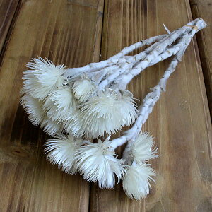 hCt[ ԍ o Vo[f[W[ (i`) Vo[fCW[ XbO u[P hCt[ԑ hCt[XbO [X AW n_