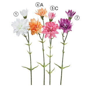  Ƃ悹i J[l[V×2 sN  IW  p[v zCg ̓ A[eBtBVt[ CeA CeAt[ AXJ ASCA AXJ