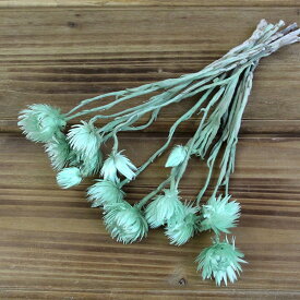 楽天市場 エメラルドグリーン 花 観葉植物 花 ガーデン Diy の通販