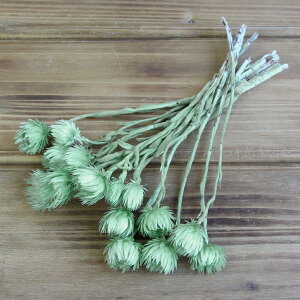 ドライフラワー 花材 即日出荷 シルバーデイジー グリーン シルバーデージー 花材 素材 材料 パーツ ドライフラワー スワッグ ブーケ ドライフラワー花束 リース 卸 東方貿易