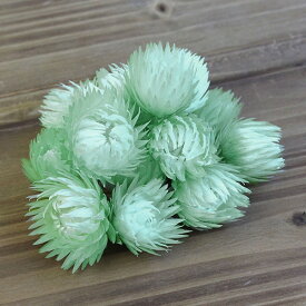 楽天市場 エメラルドグリーン 花 観葉植物 花 ガーデン Diy の通販