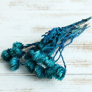 ドライフラワー 花材 即日出荷 シルバーデイジー ブルー シルバーデージー 花材 素材 材料 パーツ ドライフラワー スワッグ ブーケ ドライフラワー花束 リース 装飾 東方貿易