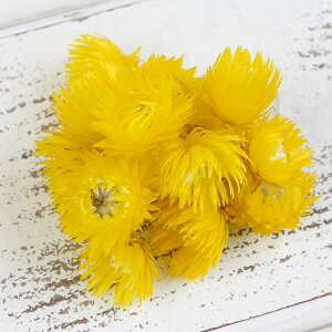 yP10{ 12/31܂ŁIz hCt[ ԍ o Vo[fCW[wbh T}[CG[ Fꍇ܂ Vo[f[W[ ԍ f ޗ p[c hCt[ ԑ 