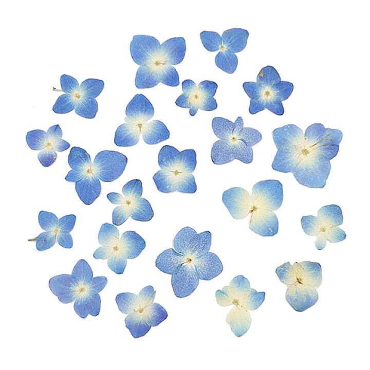 楽天市場 ドライフラワー 即日出荷 大和フラワー 特価 押し花 あじさい ブルー ドライ 自然素材 ナチュラルドライフラワー インテリア インテリアフラワー プリ プリザ プリザーブド ハーバリウム パーツ 造花ドライフラワー専門問屋花びし