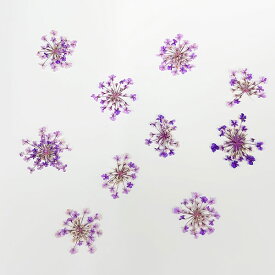楽天市場 ドライフラワー 押し花の通販 楽天市場 ドライフラワー 押し花の通販