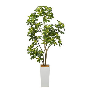カポック 花の人気商品 通販 価格比較 価格 Com