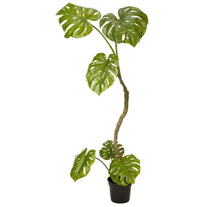 モンステラ 花の人気商品 通販 価格比較 価格 Com