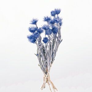 yP10{ 12/31܂ŁIz hCt[ ԍ o ~jVo[f[W[ Rogu[ hCt[ XbO u[P hCt[ԑ hCt[XbO [X AW 