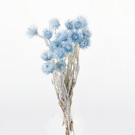 楽天市場 ハーバリウム 花材 ドライフラワー 花 観葉植物 花 ガーデン Diyの通販