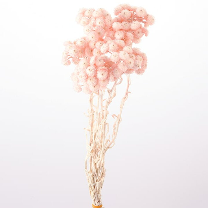 ドライフラワー 花材 リース プリザ プリザーブド ピンクベージュ モリソニア 花束 アレンジ スワッグ ブーケ