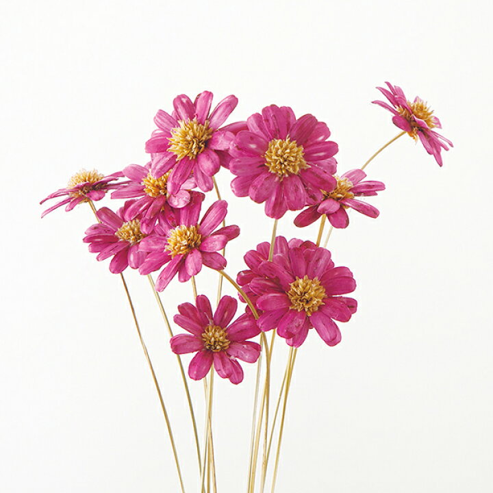 ドライフラワー 花材 ポアプランツ ナチュラルパープル 小分け 1 3 1 4袋 大地農園 材料 資材 ハンドメイド 最大92 Offクーポン ドライフラワー 花材 ポアプランツ ナチュラルパープル 小分け 1 3 1 4袋 大地農園 材料 資材 ハンドメイド 最大92 Offクーポン