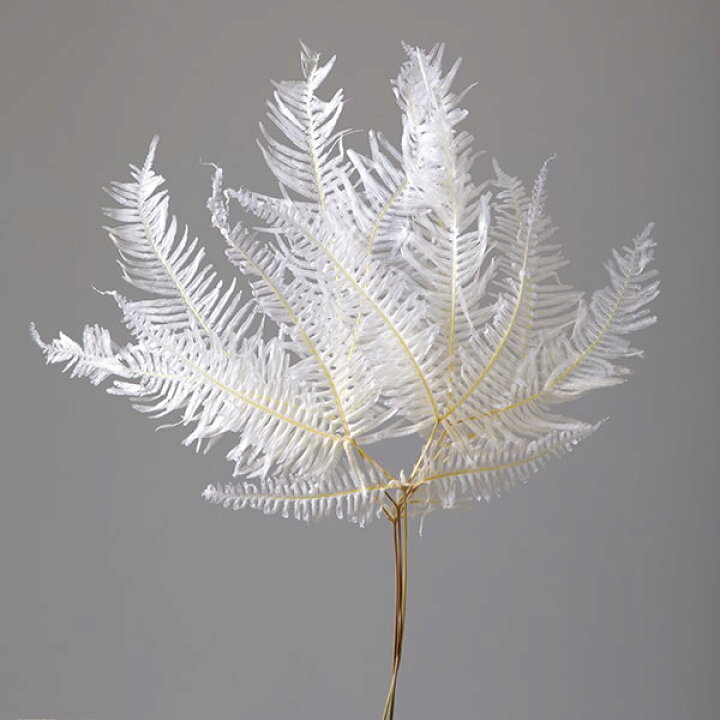 楽天市場 プリザーブドフラワー 花材 即日出荷 大地農園 山シダ 特大 白シダ 葉 ドライフラワー プリザーブドフラワー スワッグ ブーケ ドライフラワー花束 花束 ドライフラワースワッグ リース アレンジ 花材 素材 材料 花 パーツ アレンジメント 造花ドライ 楽天市場 プリザーブドフラワー 花材 即日出荷 大地農園 山シダ 特大 白シダ 葉 ドライフラワー プリザーブドフラワー スワッグ ブーケ ドライフラワー花束 花束 ドライフラワースワッグ リース アレンジ 花材 素材 材料 花 パーツ アレンジメント 造花ドライ