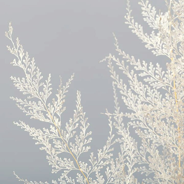 楽天市場 ドライフラワー 花材 即日出荷 大地農園 レースファーン 白ドライフラワー プリザーブドフラワー スワッグ ブーケ ドライフラワー花束 花束 ドライフラワースワッグ リース アレンジ 花材 素材 材料 花 パーツ アレンジメント ナチュラル 造花ドライ