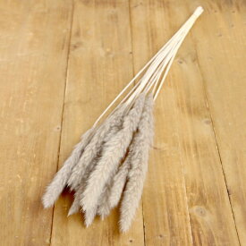 ドライフラワー 花材 即日出荷 【40％OFF】 期間限定特価 テールリード パールグレー パンパス パンパス系 穂 ふわふわ ドライフラワー スワッグ ブーケ 花束 リース 大地農園