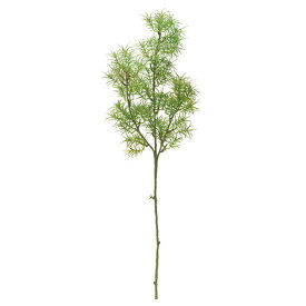 楽天市場 アスパラ 花 観葉植物 花 ガーデン Diy の通販