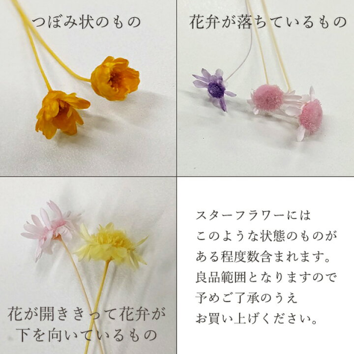 ドライフラワー 花材 即日出荷 東方貿易 スターフラワー ライトピンク ドライフラワー スワッグ ブーケ ドライフラワー花束 花束 リース 花 Sale 57 Off