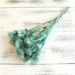 ドライフラワー 花材 即日出荷 シルバーデージーミニ グレイッシュブルー ドライフラワー スワッグ ブーケ ドライフラワー花束 ドライフラワースワッグ リース アレンジ 東花