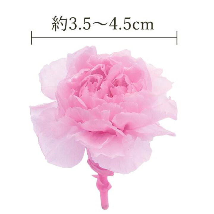 楽天市場】プリザーブドフラワー 花材 とりよせ品 ミニカーネーション 