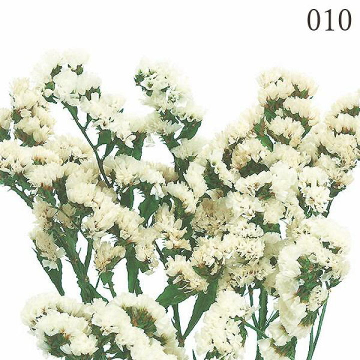 プリザーブドフラワー 花材 とりよせ品 大地農園 アグロスティス ハーバリウム プリザーブドローズ プリ プリザーブド ブリザーブド ナチュラル 購入