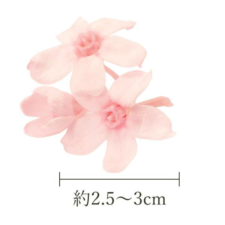 楽天市場 プリザーブドフラワー 花材 とりよせ品 大地農園 ブルースター 1箱約輪入り ハーバリウム プリザーブドローズ プリ プリザーブド ブリザーブド Preserving ナチュラル スワッグ ドライ 造花ドライフラワー専門問屋花びし