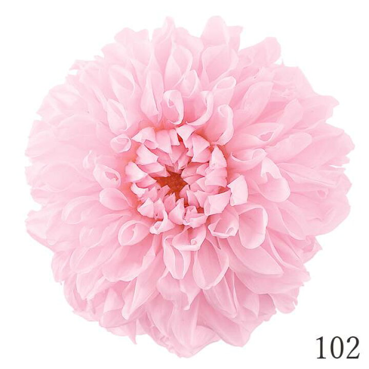 楽天市場 プリザーブドフラワー 花材 とりよせ品 大地農園 ダリア 大 1箱3輪入り シャーベットピンクハーバリウム プリザーブドローズ プリ プリザーブド ブリザーブド Preserving ナチュラル 封入 造花ドライフラワー専門問屋花びし