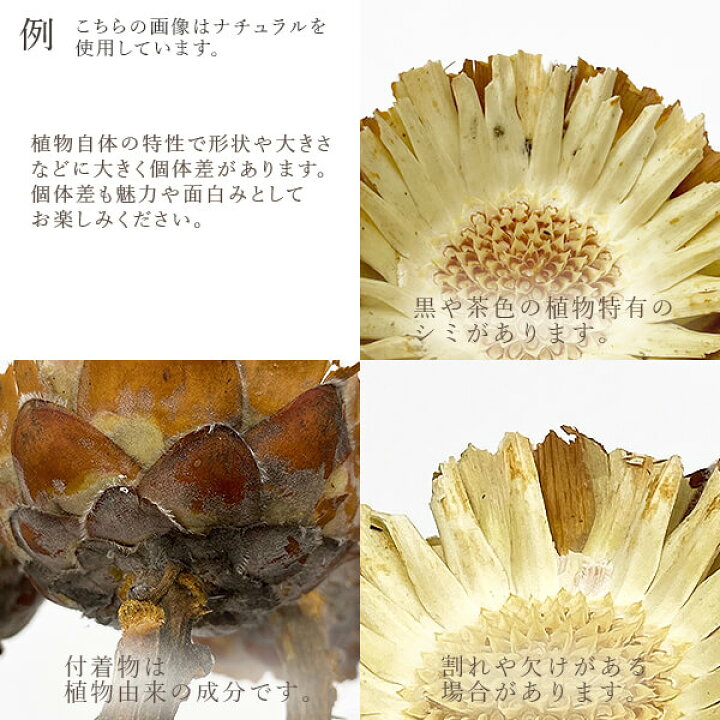 コンパクター1本 そのまま飾って可愛いドライフラワー インテリアやスワッグ 撮影小道具などに 花材 別倉庫からの配送 花材