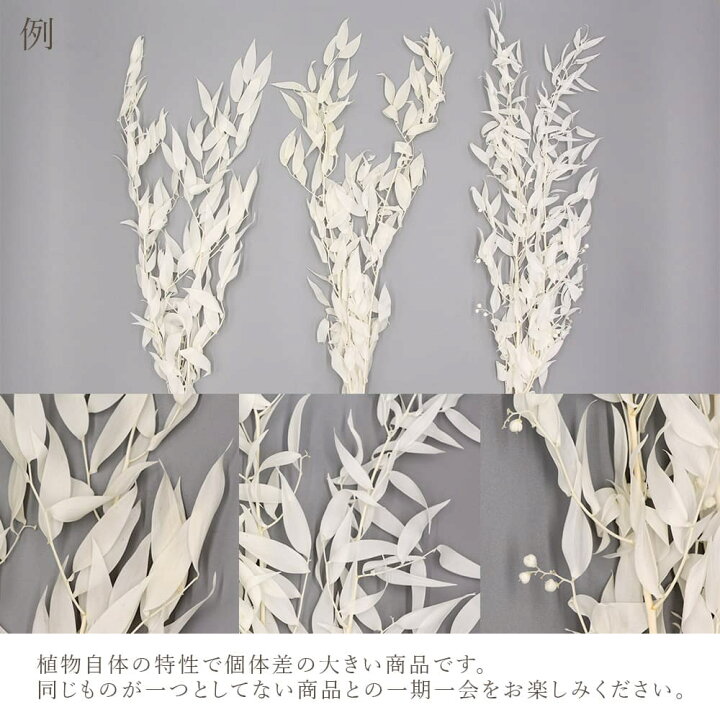 楽天市場】《プリザーブドフラワー 花材》☆即日出荷☆大地農園 イタリアンルスカス リーフ ナチュラル 花材 ブーケ アレンジ オフホワイト葉 リーフ 白 ホワイト プリザーブドフラワー スワッグ ブーケ ドライフラワー プリザ 花束 リース アレンジ 花 : 造花ドライ ... 楽天市場】《プリザーブドフラワー 花材》☆即日出荷☆大地農園 イタリアンルスカス リーフ ナチュラル 花材 ブーケ アレンジ オフホワイト葉 リーフ 白 ホワイト プリザーブドフラワー スワッグ ブーケ ドライフラワー プリザ 花束 リース アレンジ 花 : 造花ドライ ...
