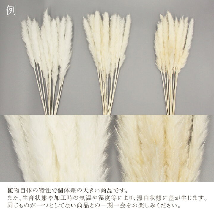 楽天市場】ドライフラワー 花材 即日出荷 テールリード・ミニ 白 花材 