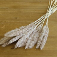 【40％OFF】 ドライフラワー 花材 即日出荷 テールリード・ミニ パールグレー パンパス パンパス系 穂 ふ…