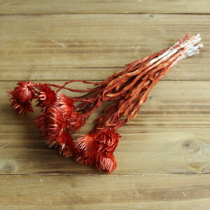 ドライフラワー 花材 即日出荷 シルバーデイジー アンティークレッド シルバーデージー 花材 素材 材料 パーツ ドライフラワー スワッグ ブーケ ドライフラワー花束 東方貿易