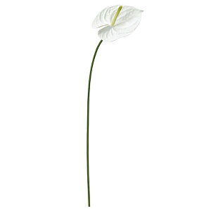 yP10{ 12/31܂ŁIz  Ƃ悹i AXE   ăAW 썑 썑AW AX[ A[eBtBVt[ ϗtA gsJ CeA t AXJ ASCA AXJ