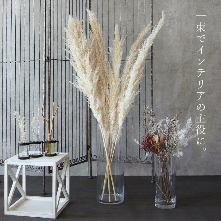 楽天市場】ドライフラワー 花材 即日出荷 フェザーパンパス 〇 