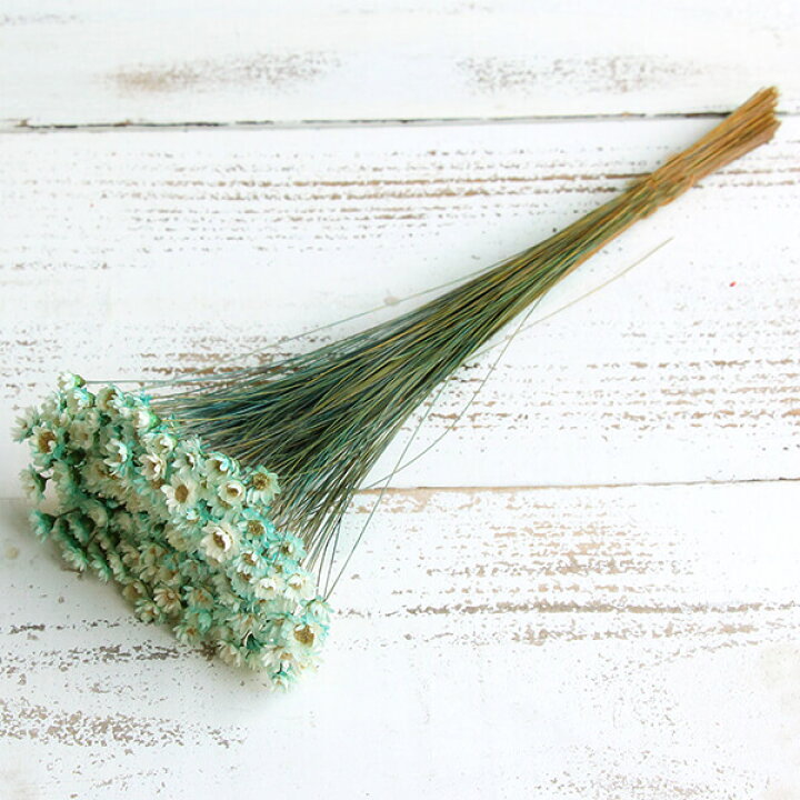 楽天市場】ドライフラワー 花材 即日出荷 スターフラワー ツートン  