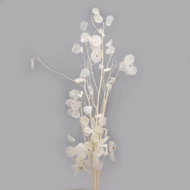 楽天市場 ドライフラワー 花材 即日出荷 Coretrading ルナリア サラシスワッグ 花材 材料 素材 ドライフラワー ルナリア 白 ホワイト ハンドメイド 手作り ブーケ 花束 自然素材 クリスマス 正月 造花ドライフラワー専門問屋花びし