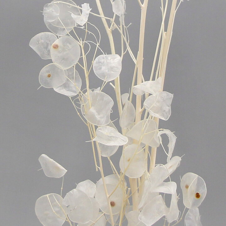 楽天市場 ドライフラワー 花材 即日出荷 Coretrading ルナリア サラシスワッグ 花材 材料 素材 ドライフラワー ルナリア 白 ホワイト ハンドメイド 手作り ブーケ 花束 自然素材 クリスマス 正月 造花ドライフラワー専門問屋花びし