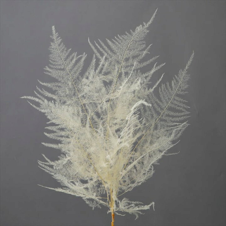 99円 限 定 販 売 プリザーブド 花材 ヒメワラビ 白