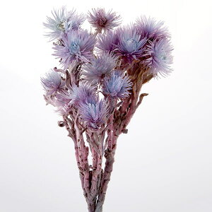 ドライフラワー 花材 即日出荷 シルバーデージー ブルーパープル ドライフラワー スワッグ ブーケ ドライフラワー花束 ドライフラワースワッグ リース アレンジ DIY 大地農園