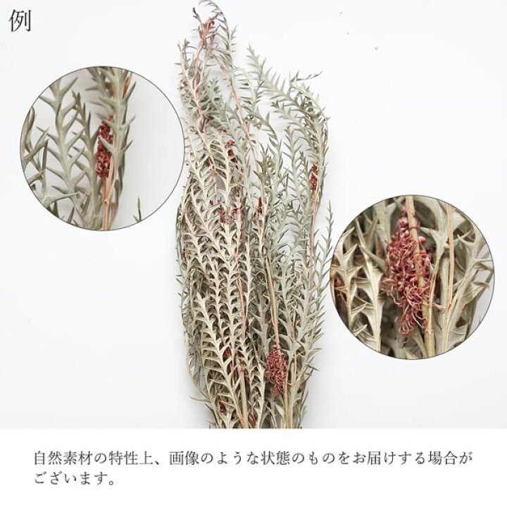 7円 オープニング大セール ドライフラワー 花材 即日出荷 大地農園 スター