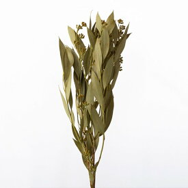 楽天市場 ドライフラワー 実 ドライフラワー 花 観葉植物 花 ガーデン Diyの通販