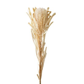 楽天市場 バンクシア ドライフラワー 花 観葉植物 花 ガーデン Diyの通販