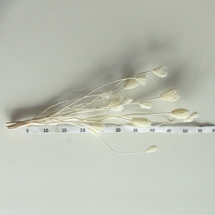 ドライフラワー 花材 即日出荷 Coretrading ルナリア サラシ スワッグ 花材 材料 素材 ドライフラワー 白 ホワイト 花 セール