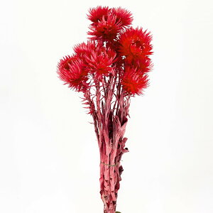 yP10{ 12/31܂ŁIz hCt[ ԍ o Vo[f[W[~j bh ԍ f ޗ p[c bh  XbO u[P hCt[ԑ hCt[XbO [X DIY 