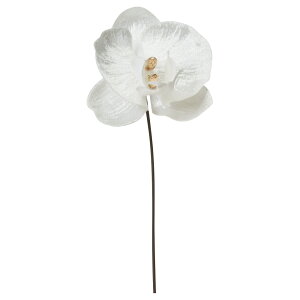 yP10{ 12/31܂ŁIz   Ƃ悹i xxbgR`EsbN m NbN^EI[Lbh fhrEErMo  r[h xxbh N  AXJ ASCA AXJ