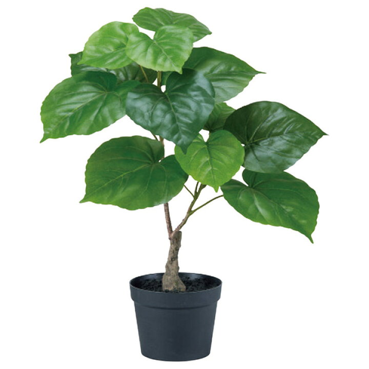 楽天市場 フェイクグリーン 観葉植物 とりよせ品 Asca アスカ ウンベラータ ポット付 グリ ン人工観葉 インテリア インテリアフラワー フェイクフラワー シルクフラワー インテリアグリーン 店舗装飾 造花ドライフラワー専門問屋花びし 楽天市場 フェイクグリーン 観葉植物 とりよせ品 Asca アスカ ウンベラータ ポット付 グリ ン人工観葉 インテリア インテリアフラワー フェイクフラワー シルクフラワー インテリアグリーン 店舗装飾 造花ドライフラワー専門問屋花びし