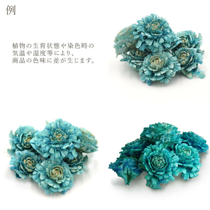 楽天市場】ドライフラワー 花材 即日出荷 シダーローズ ライトブルー  