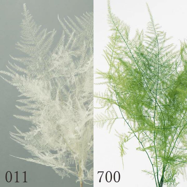 楽天市場 プリザーブドフラワー 花材 とりよせ品 大地農園 アスパラ ショートグリーン リーフ 葉 プリザグリーン プリザーブドグリーン ハーバリウム プリザーブドローズ プリ プリザーブド ブリザーブド ドライ 造花ドライフラワー専門問屋花びし