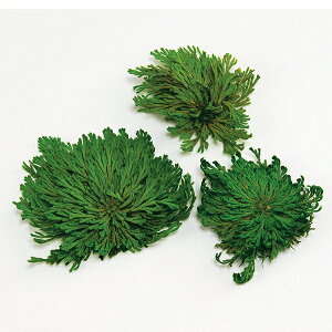 vU[uht[ ԍ Ƃ悹i Cqo hCt[ ԍ f p[c ޗ O[ [t t vUO[ vU[uhO[ n[oE  n_