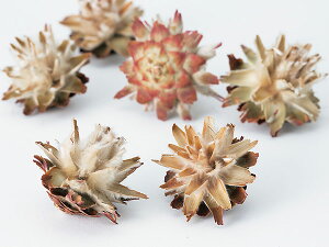 hCt[ ԍ Ƃ悹i X^[R[Ewbh ؂̎ t[c ʎ ibc hC Rf hCt[ i`hCt[ CeA v n_